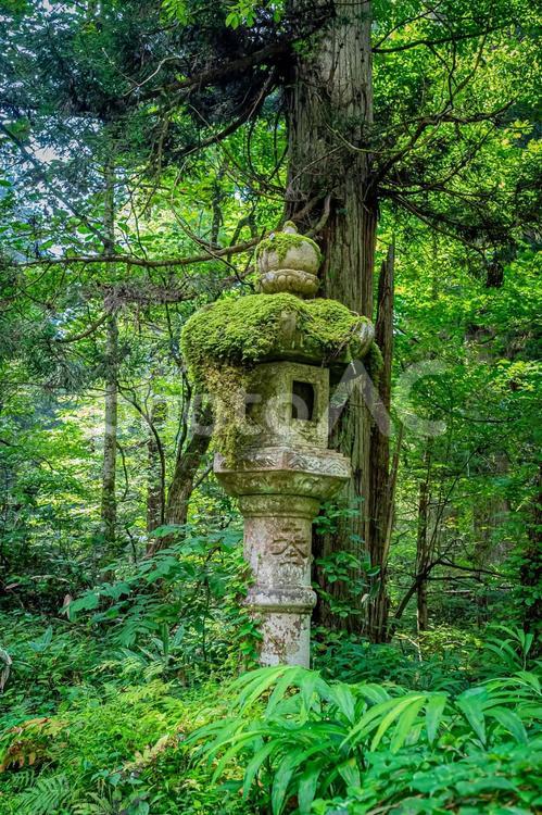 山形県　羽黒山五重塔 風景,草木,草の写真素材