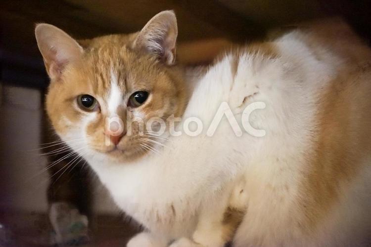 まん丸目のにゃーこ ネコ,ねこ,かわいいの写真素材