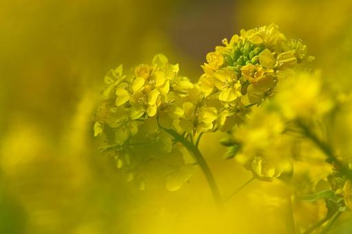 Photo, rape blossoms, yellow, spring, 
