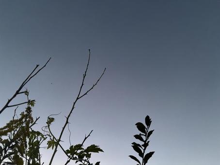 植物のシルエットと空 夕焼け,夕暮れ,植物の写真素材