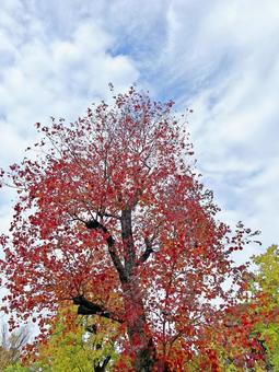 秋の街路樹 木,街路樹,紅葉の写真素材
