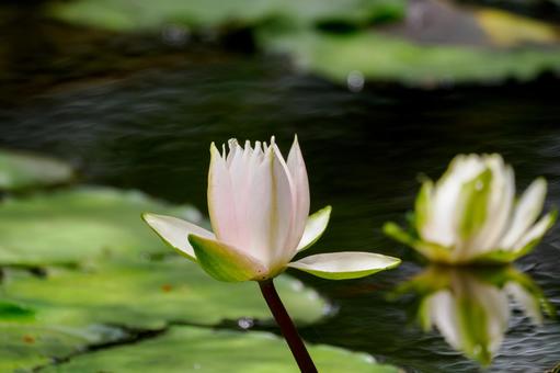 Water Lily (62), JPG