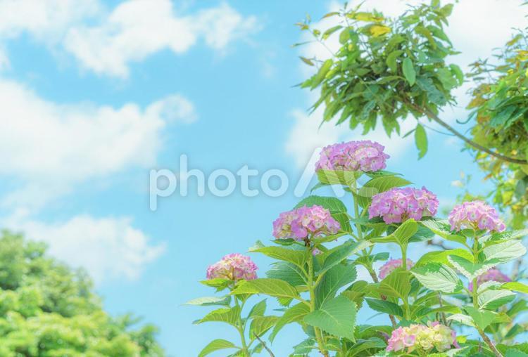 アジサイと青空　３ アジサイ,あじさい,紫陽花の写真素材