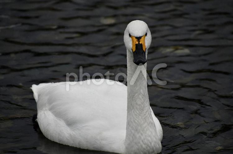1羽の白鳥 白鳥,冬鳥,鳥の写真素材