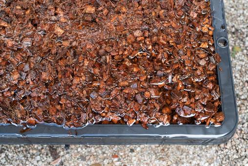 ココチップのアク抜き ココチップのアク抜き ココチップ,ヤシ殻,園芸の写真素材