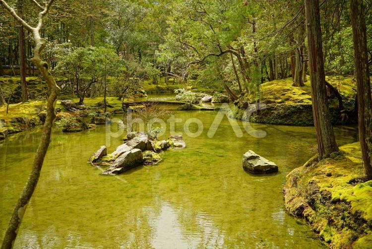 苔と池【苔寺】【西芳寺】 苔寺,木,京都の写真素材