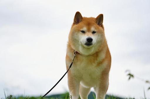 柴犬のポートレート 柴犬のポートレート 犬,柴犬,赤毛の写真素材