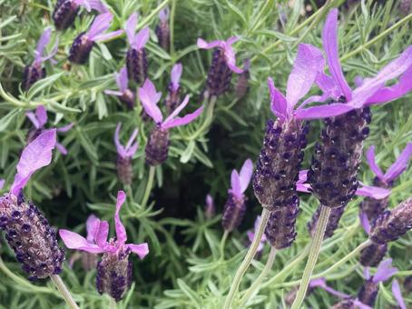 紫の花が咲くフレンチラベンダー 紫の花が咲くフレンチラベンダーの写真