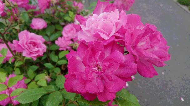 Talking with roses, floral, vivid, bud, JPG