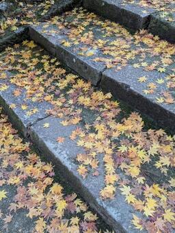 石段の紅葉2 紅葉,石段,黄色の写真素材