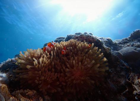 石垣島海底に潜むクマノミ 石垣島海底に潜むクマノミ リュウキュウミゾヤギ,ナミクマノミ,クマノミの写真素材