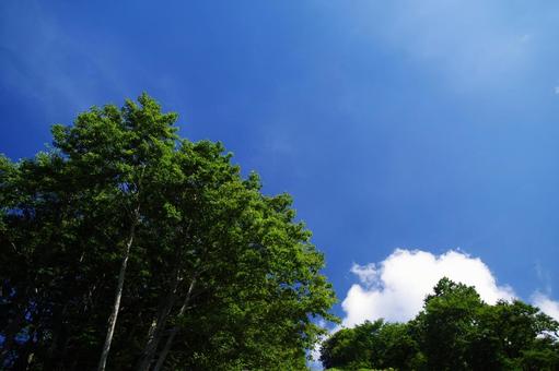 木と青空 木と青空 青空,空,雲の写真素材