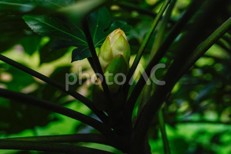 明治神宮の植物の風景 自然,葉,木の写真素材