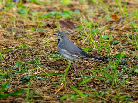 柵にとまるハクセキレイの写真