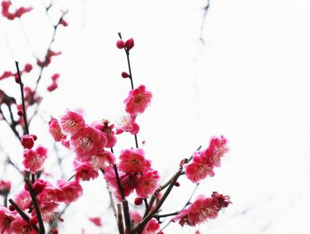 梅 梅の写真