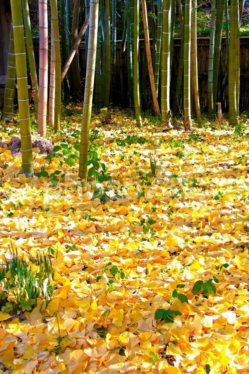 竹林とイチョウの絨毯｜縦位置 イチョウ,イチョウの葉,絨毯の写真素材