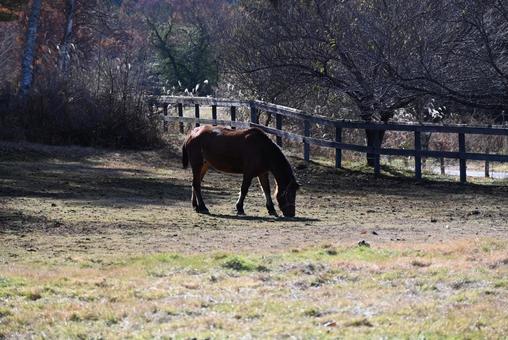 木曾馬 木曾馬,馬,動物の写真素材