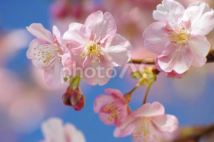 早咲き桜-213 桜,早咲き桜,カワヅザクラの写真素材