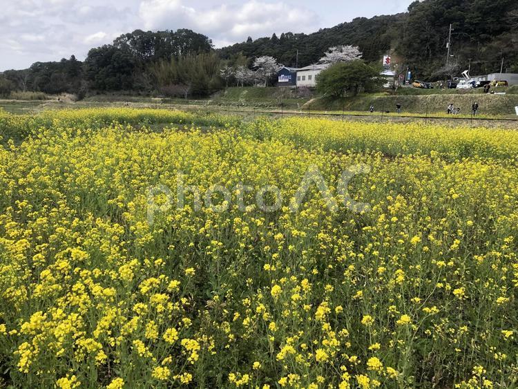 花畑の風景 風景,花畑,花の写真素材