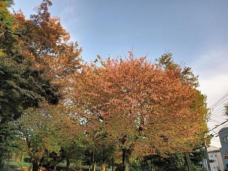 紅葉 紅葉,自然,風景の写真素材