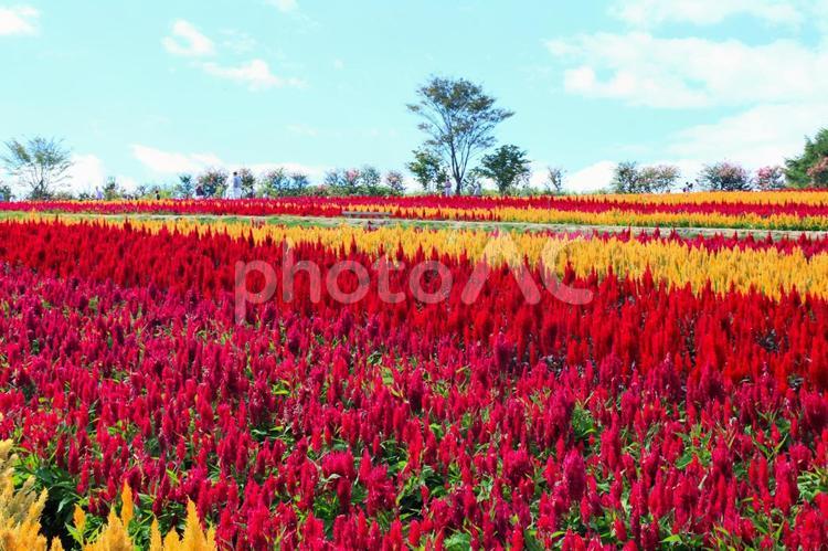 秋の花、ケイトウの丘（栃木那須） 花,ケイトウ,花の丘の写真素材