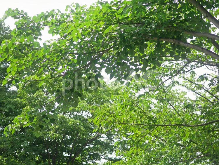 新緑の木漏れ日 木漏れ日,新緑,自然の写真素材