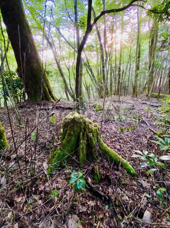 段戸裏谷原生林 段戸裏谷原生林,色,鮮やかの写真素材