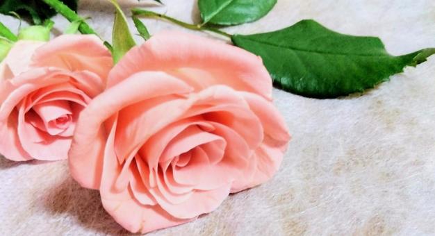 かわいい薔薇 かわいい薔薇の写真