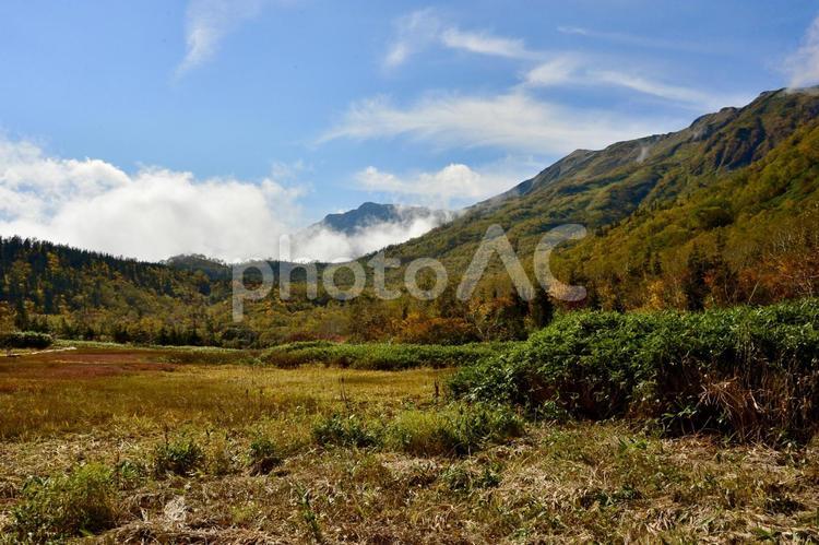 栂池湿原からの白馬乗鞍岳 栂池高原,白馬,紅葉の写真素材
