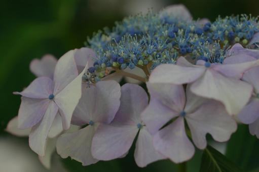ガクアジサイ ガクアジサイ,紫陽花,装飾花の写真素材