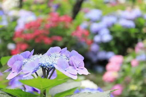 Purple hydrangea flowers, JPG Purple hydrangea flowers, JPG