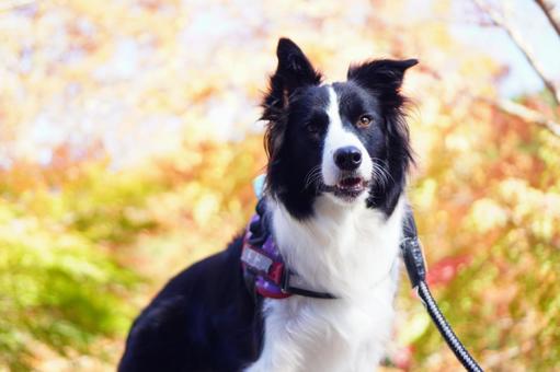 紅葉とボーダーコリー 紅葉,秋,ボーダーコリーの写真素材