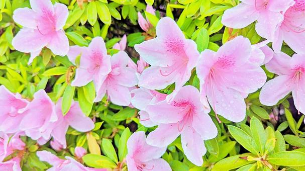 春の素材:つつじの花 春の素材:つつじの花 つつじ,ツツジ,アザレアの写真素材