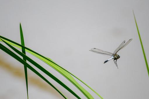 Photo, dragonfly, shicharatombo, insect, 