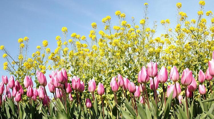 早春の鮮やかなフラワーパークの花壇 チューリップ,菜の花,花壇の写真素材