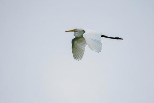 ダイサギの飛翔⑹ ダイサギの飛翔⑹の写真