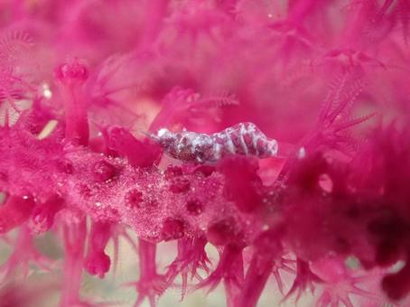 イソバナカクレエビ イソバナカクレエビ イソバナカクレエビ,イソバナ,エビの写真素材