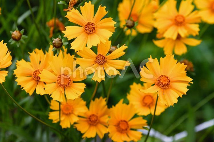 満開のキバナコスモス キバナコスモス,花,花びらの写真素材