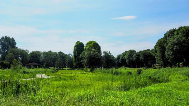 夏の水元公園・緑のはなしょうぶ園・葛飾区 夏の水元公園・緑のはなしょうぶ園・葛飾区 夏,水元公園,葛飾区の写真素材
