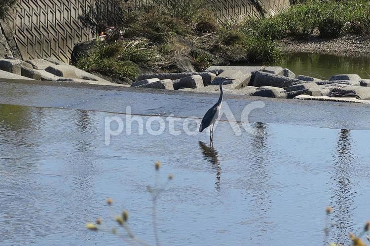 瀬戸川のサギ サギ,アオサギ,鷺の写真素材