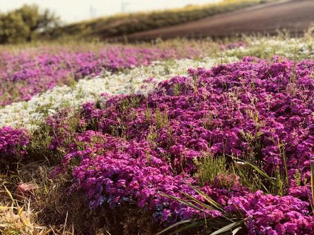 お花畑 お花畑の写真
