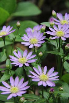 Photo, a flower, naive, miyako wasure, 