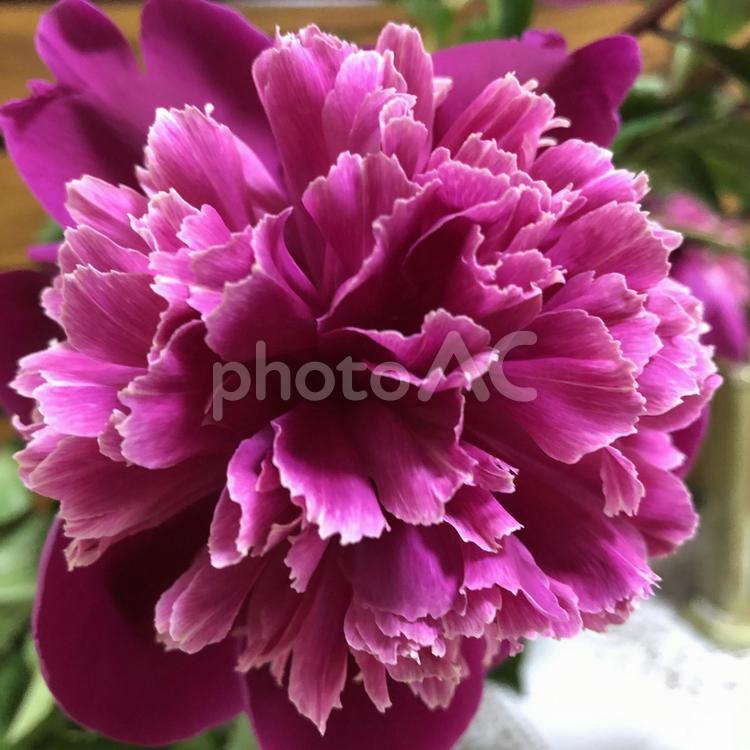 シャクナゲ シャクナゲ,花,花びらの写真素材