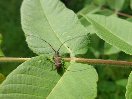 ヒメヒゲナガカミキリ ヒメヒゲナガカミキリ,カミキリムシ,昆虫の写真素材