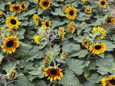 ひまわり畑 ひまわり畑,ひまわり,花の写真素材
