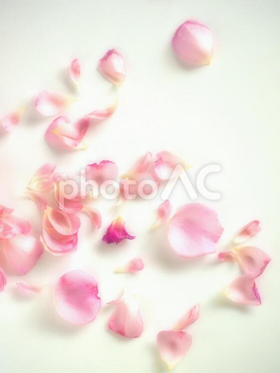 薔薇の花びら、散ったバラ、白背景、ピンク ばら,ピンク,散るの写真素材