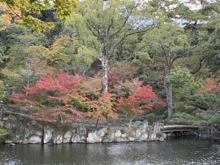 初紅葉 紅葉,西の丸庭園,紅葉渓庭園の写真素材