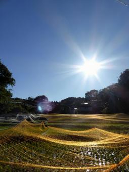 秋晴れの太陽とネットの張られた水田 太陽,日光,眩しいの写真素材