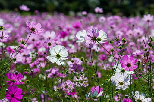 コスモス畑 コスモス,秋,ピンクの写真素材