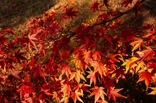 秋の赤い紅葉 秋の赤い紅葉の写真